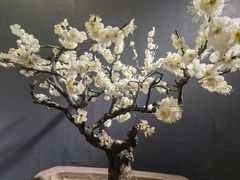 -石家庄市植物园