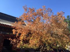 -香山公园
