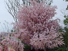 -苏州太湖国家湿地公园