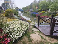 -荷兰花海