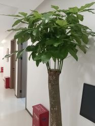 -丰联丽格医疗美容·联合丽格眼整形中心