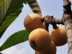 -塘栖枇杷特色园区