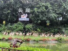 -广州长隆飞鸟乐园
