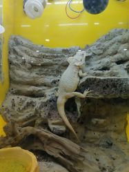 点击看大图 -神奇动物撸宠馆·羊驼·小浣熊·异宠(豫园店)