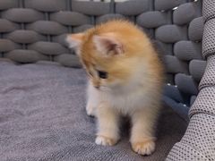 -lincat·猫舍(广州店)