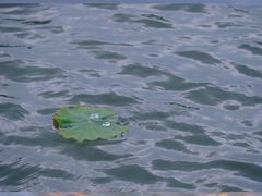 -池杉湖湿地公园