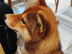 -柴务处·柴犬主题狗咖