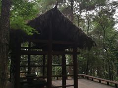 -铁山坪森林公园