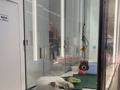 -babydoll猫舍·米努特·德文·缅因(久光中心店)