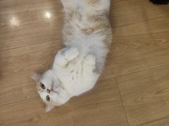 -MOYOYO猫咪咖啡店