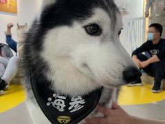 -Husky Go! 哈士奇体验馆·宠物咖啡厅狗咖