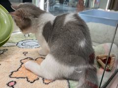-babydoll猫舍·米努特·德文·缅因(久光中心店)
