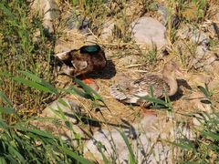 -天津东丽湖风景区