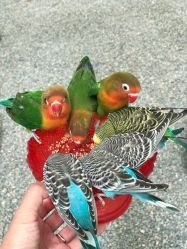 点击看大图 -萌宠亲子动物乐园(槐房万达店)