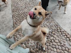 -柴犬高等学院·狗咖·柴犬售卖·宠物训练