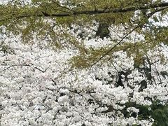 -井之头恩赐公园