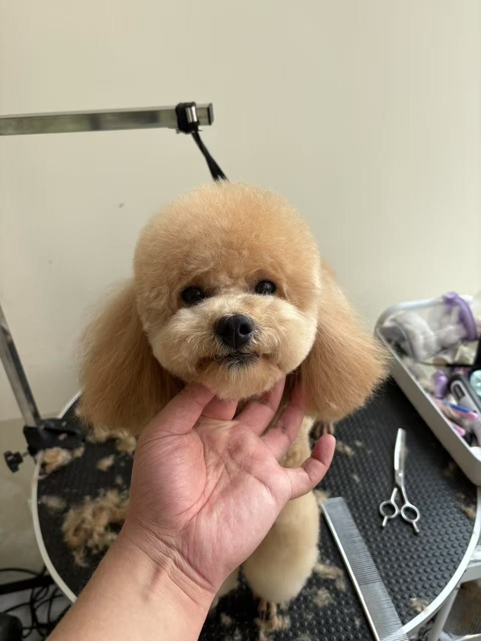 这家宠物店剪毛让我家狗子颜值翻倍!