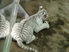 -西安秦岭野生动物园
