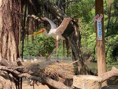 -广州长隆飞鸟乐园
