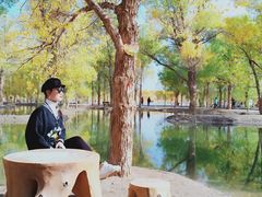 -金塔沙漠胡杨林景区