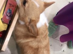 -宠福鑫康馨动物医院·骨科·眼科