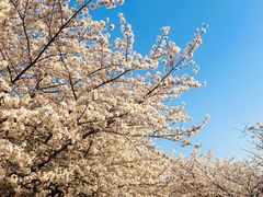 -高东镇樱花园