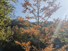 -白水寺森林公园