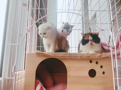 -瑞鹏瑞爱宠物医院·全科·猫科·血液透析中心(龙头寺店)