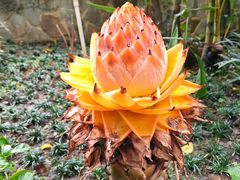 -华南国家植物园-售票处