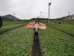 -雪绿茶博物馆