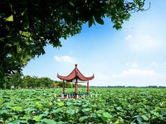 -荷花荡