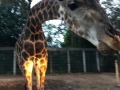 -清迈夜间动物园