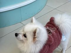 -怪兽屋·羊驼·猫咖·狗咖(俊华广场店)