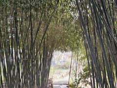-清雅臻品·竹林院落·新派青岛菜(崂山店)