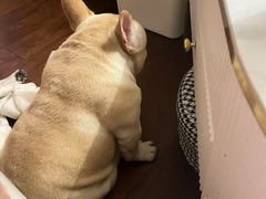 -萌宠之家·腊肠犬·马尔泰·小体犬舍