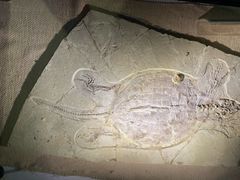 -房山世界地质公园博物馆