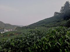 -午潮山国家森林公园