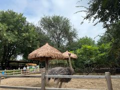 -北京野生动物园