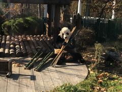 -大连森林动物园