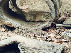 -清迈夜间动物园