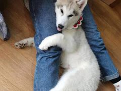 -Husky Go! 哈士奇体验馆·宠物咖啡厅狗咖