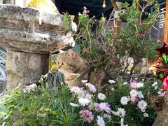 -喵屿·大理花园猫咖