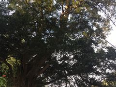 -柯岩风景区