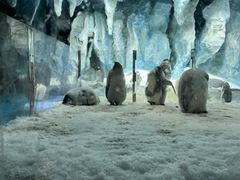 -帝企鹅自助餐厅•儿童岛•真企鹅(长隆企鹅酒店)