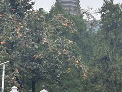 -八大处公园