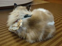 -MOCHA明星猫咖(田子坊店)