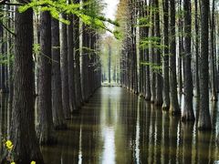 -渌洋湖湿地公园