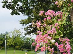 -桃花岛公园
