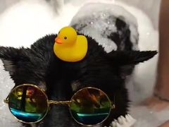 -PETKIT 小佩宠物·低压洗护·美容·寄养(安远店)