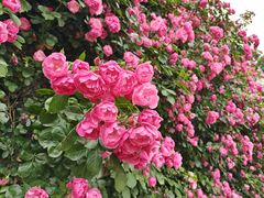 -石家庄市植物园